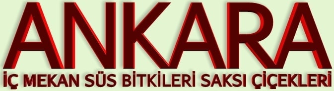 i mekan ss bitkileri
