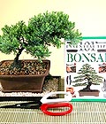 Ankara Aya Etimesgut ieki firma rnmz Bonsai kk japon aac i mekan ss bitkisi