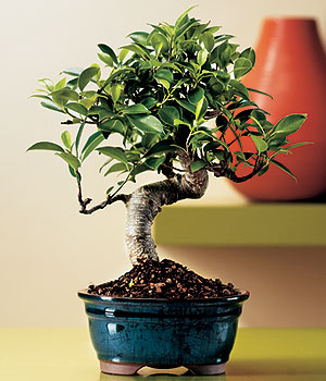 Ostim ve Ankara iin grsel bir tanzim Minyatr Bonsai saks iei