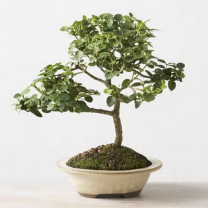 Ankara Aya entepe ieki firma rnmz Bonsai kk japon aac i mekan ss bitkisi
