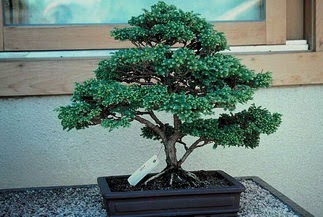 Ankara Aya Demetevler ieki firma rnmz Bonsai kk japon aac i mekan ss bitkisi