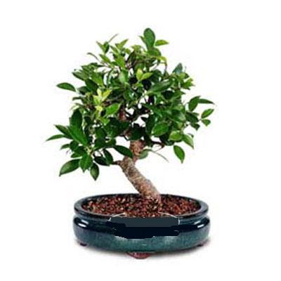 Ankara Aya iek firmamzdan Bonsai saks iei i mekan bitkileri ss bitkisi