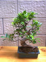 Ankara Aya Elvankent ieki firmas rnmz Bonsai kk japon aac i mekan ss bitkisi