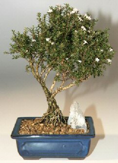 Bonsai kk japon aac i mekan ss bitkisi Anneye , sevgiliye her tr sevene