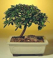 Bonsai kk japon aac i mekan ss bitkisi Ben farkl bir rn gndermek istiyorum diyor iseniz