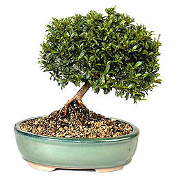 Bonsai kk japon aac i mekan ss bitkisi Ankara Sincan ieki firma rnmz