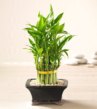 Ankara Aya de farkl bir iek firmas rn  Lucky Bamboo ans melei iei bambu iei