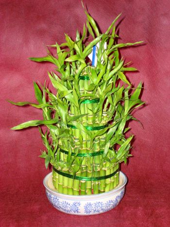 Ankara Aya iek siparii gnderme firmamzdan size zel Lucky Bamboo ans melei iei bambu iei