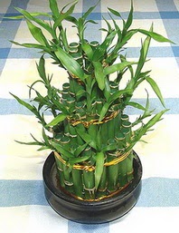 Ankara Aya iek firmamzdan Lucky Bamboo ans melei iei bambu iei
