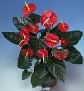 Ankara Aya iek siparii gnderme firmamzdan size zel Anthurium saks iei i mekan bitkileri ss bitkisi